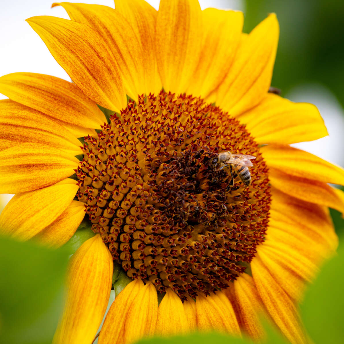 Bee hovering by a sunflower