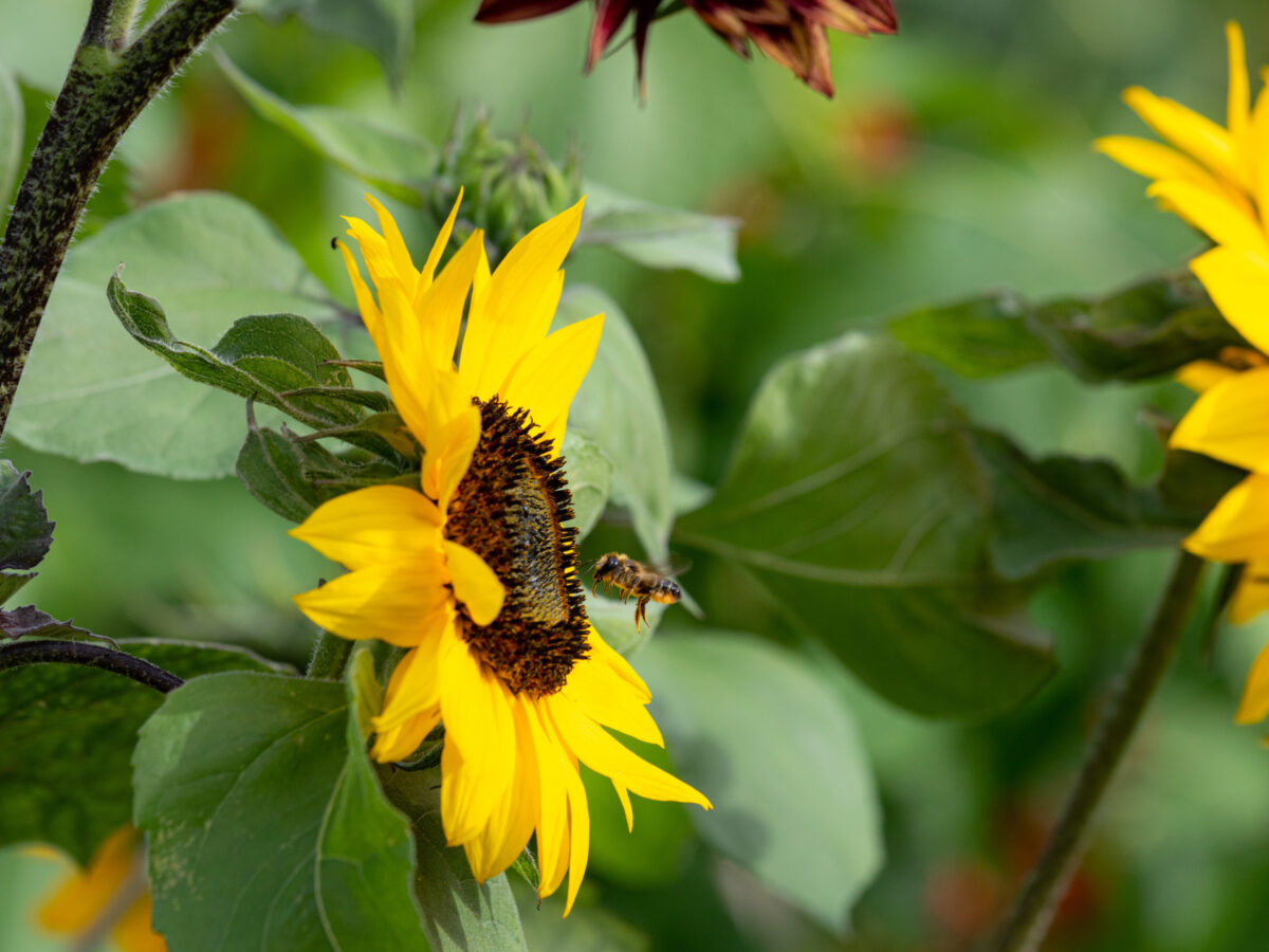 Pollinators on sunflowers