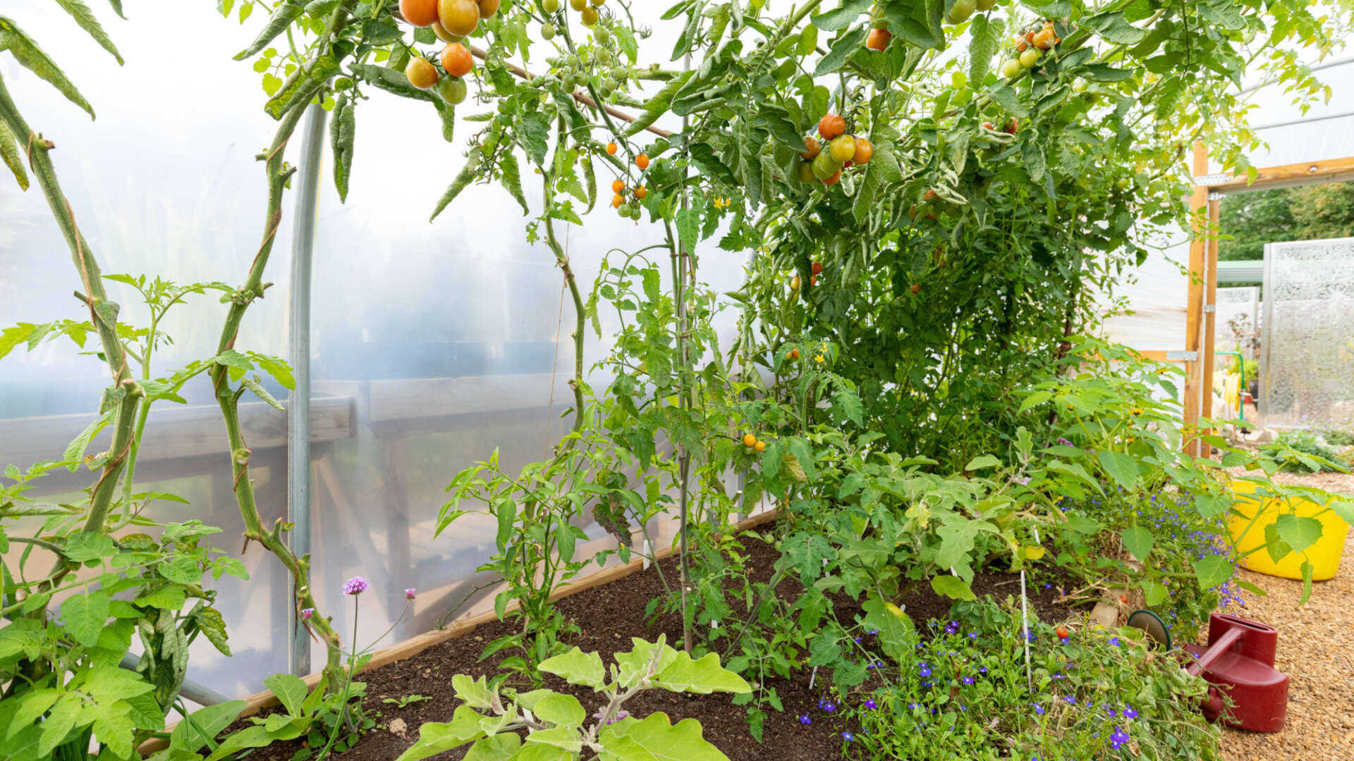 Tomatoes and flowers growing in polytunnel