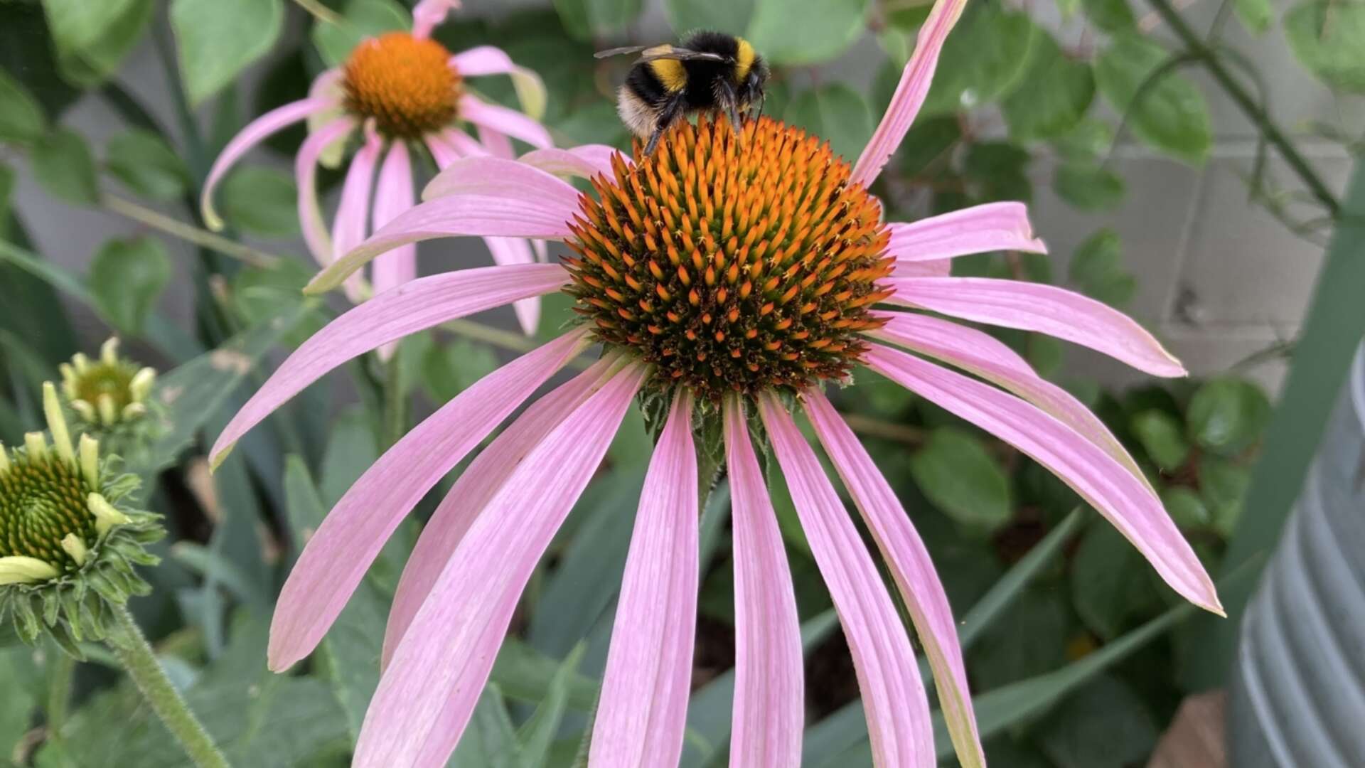 Bumblebee on echinacea.