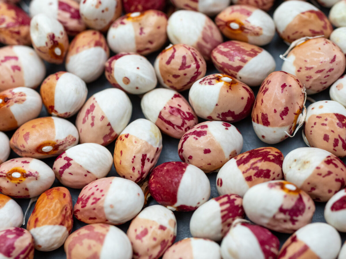 Multicoloured Beans